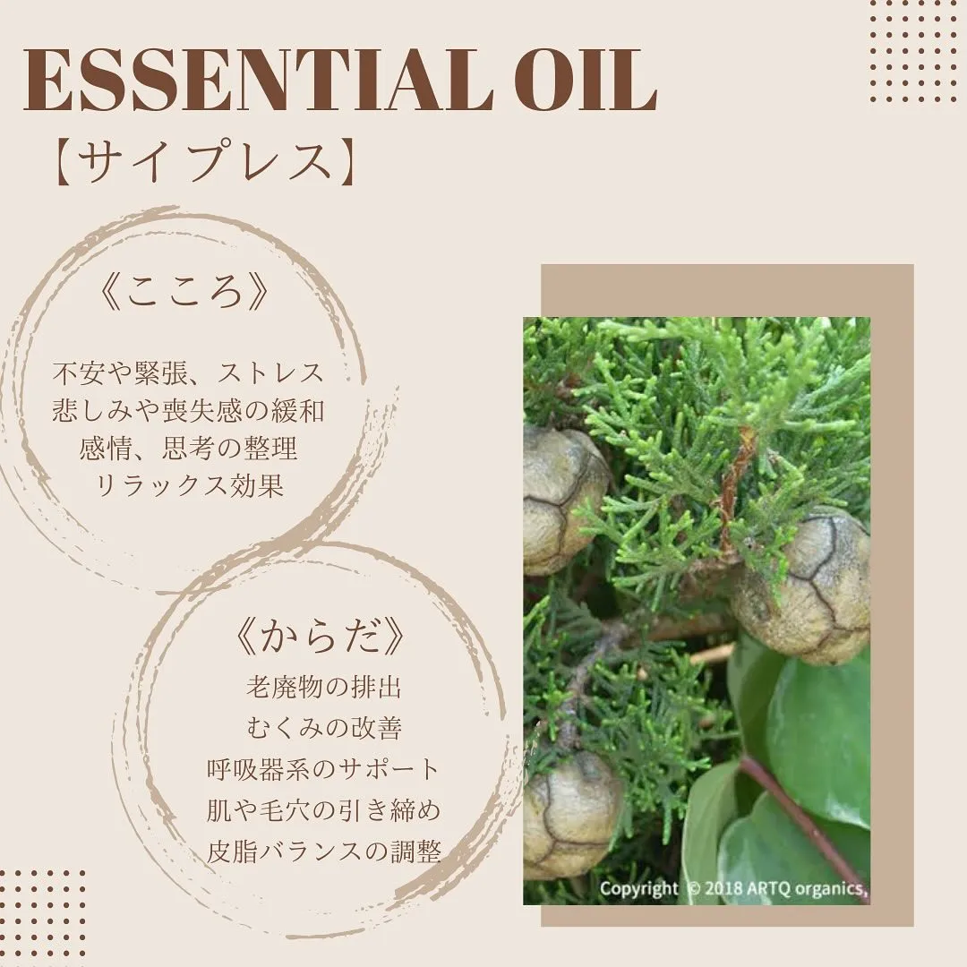 【サイプレス🌿】精油ご紹介💁‍♀️